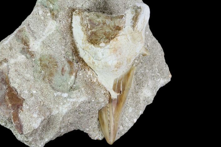 Otodus Shark Tooth Fossil in Rock - Eocene #111039